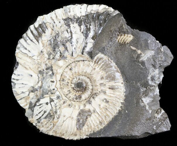 Wide Kosmoceras Ammonite - England #42646